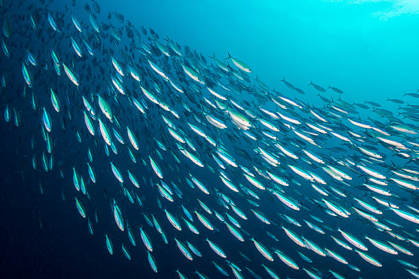 Bait Ball - Palau, Micronesia A huge school of sardines, packed together. Scientists call these behavior "bait ball". The fishes stay together to escape the attack of predators like sharks, dolphins and other sea creatures. diving into water photos stock pictures, royalty-free photos & images