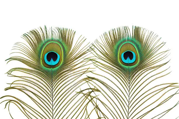 Photo of Peacock Eyes