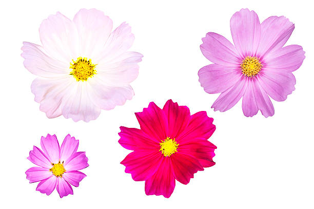 istock blooming cosmos flowers isolated on white background. 495301471