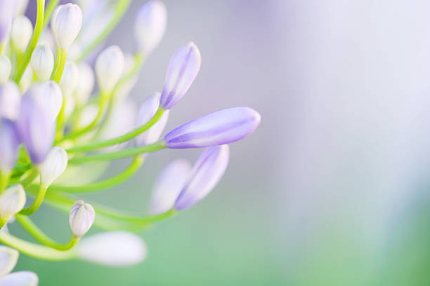 A beautiful blue agapanthus flower against a soft focus back ground of yellow, orange, yellow and green flowers in a flower bed near a white patio.