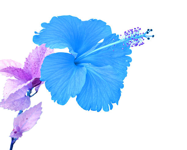 istock Beautiful blue Hibiscus flower 495302757
