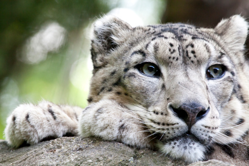 A snow leopard in evening sun with selective focus on eye