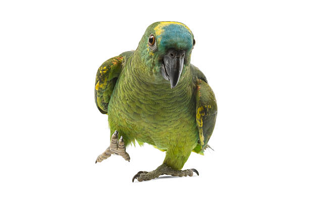 Blue fronted Amazon parrot isolated on white background. Blue fronted Amazon parrot isolated on white background. amazona aestiva stock pictures, royalty-free photos & images