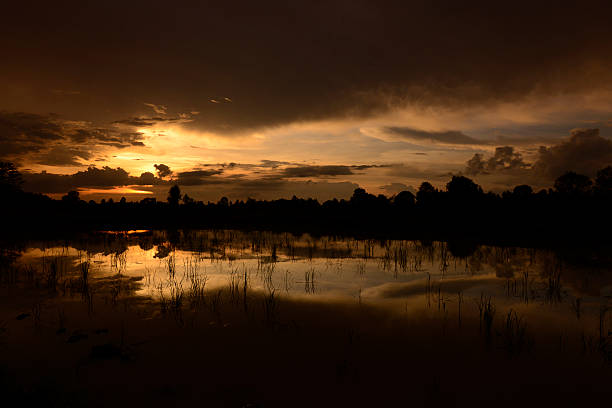 Rice fields and agriculture in the province of Amnat Charoen northwest of Ubon Ratchathani in northeastern Thailand in South-East Asia.