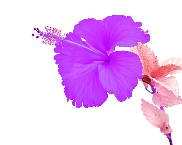 istock Beautiful purple Hibiscus flower 495304043