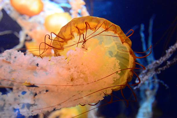 istock Jellyfish Palau 495304153