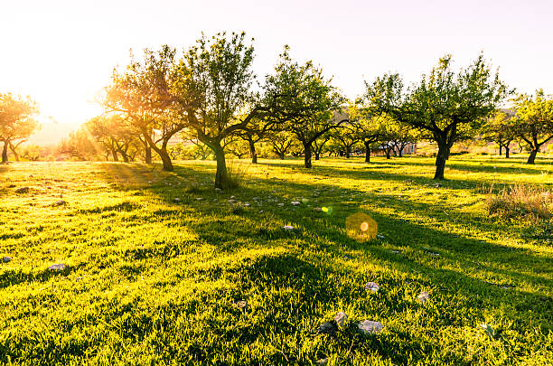 The sun rising behind a bare tree in a rural landscape and casting long shadows as leading lines. Blue sky and illuminated golden clouds over the idyllic hill