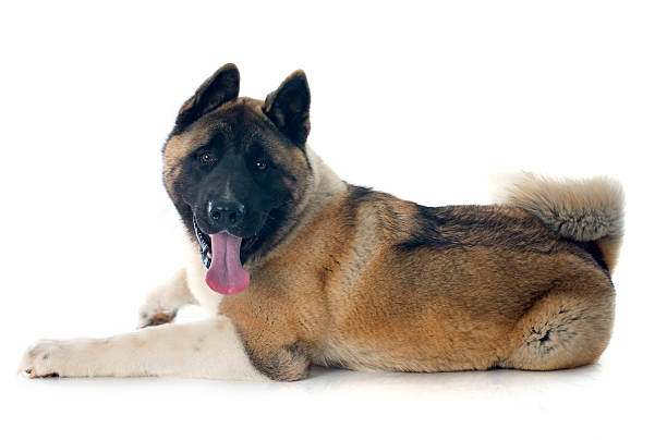 istock puppy american akita 495304385