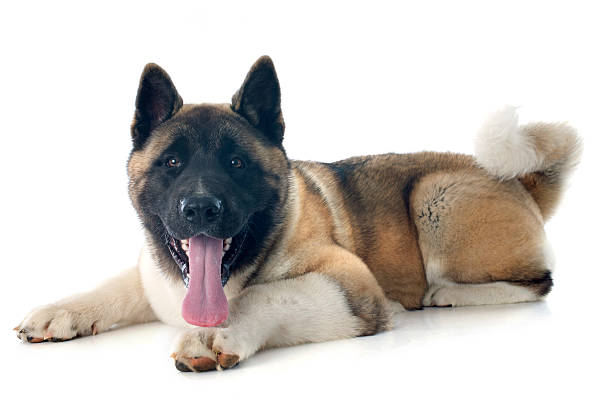 istock puppy american akita 495304389