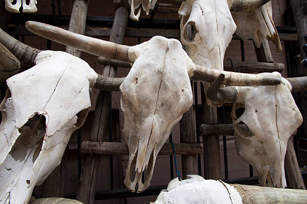 istock Decorative Steer Skulls for sale 495304429