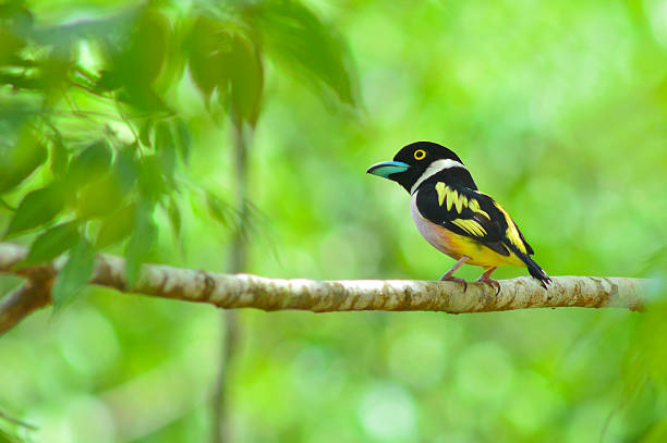 istock Black and yellow Broadbill bird 495305169