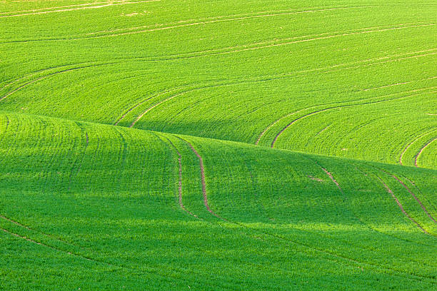istock Lines and waves in detail look at the fields 495305515