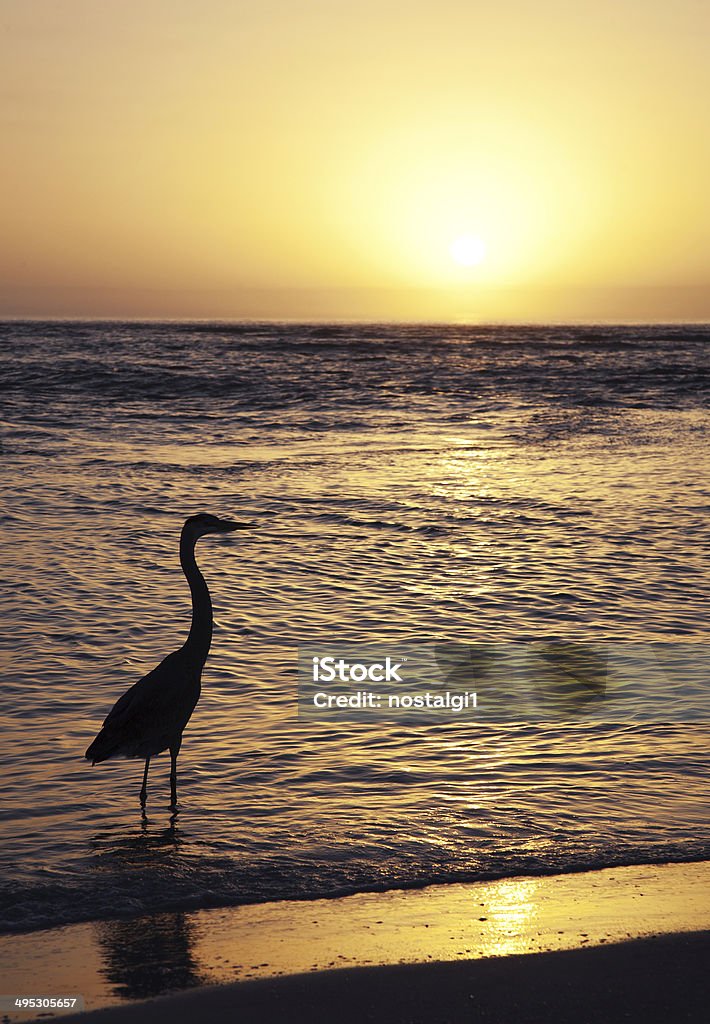 Garça-de-pássaro na praia ao pôr-do-sol na Flórida - Foto de stock de Animal royalty-free
