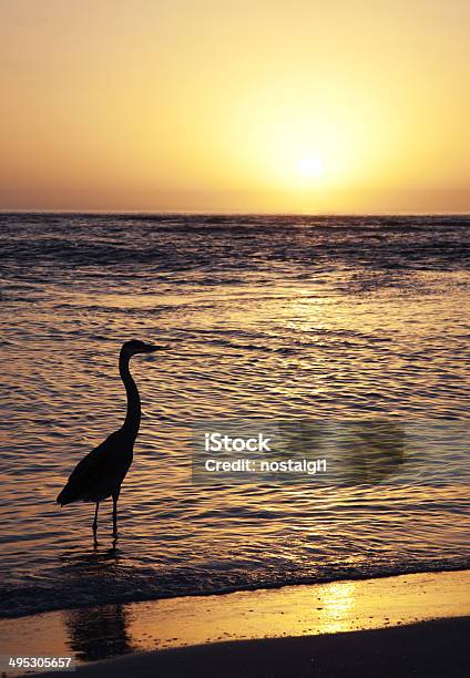 Garçapássaro Na Praia Ao Pôr Do Sol Na Flórida - Fotografias de stock e mais imagens de Animal - Animal, Animal selvagem, Anoitecer