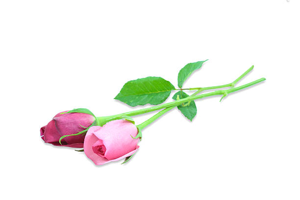 istock Pink roses on a white background 495305831
