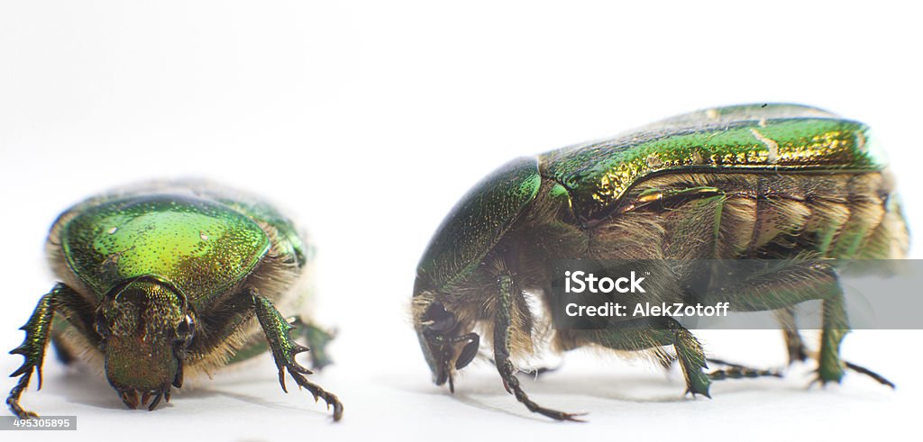 beetle - Zbiór zdjęć royalty-free (Bez ludzi)