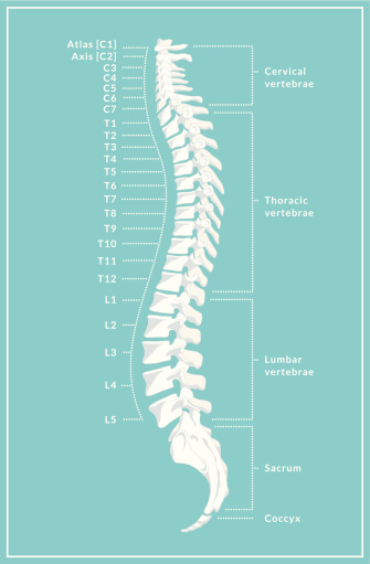 A retro style diagram of the human spine showing the side view with different regions and vertebrae labelled. This is an editable EPS 10 vector illustration with CMYK color space.