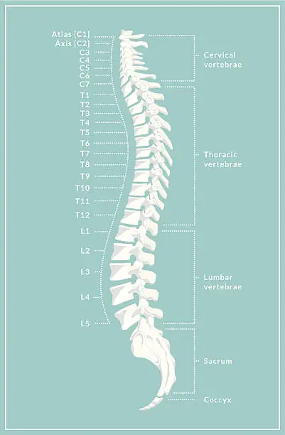 Vector illustration of Retro Spine Diagram