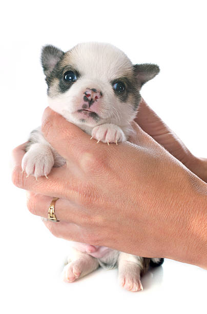 istock puppy chihuahua 495306503