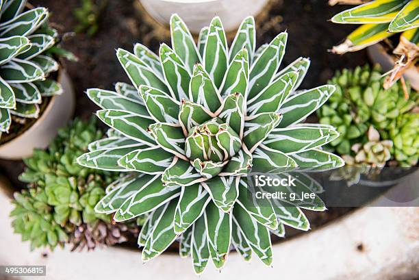 Agave Victoria Reginae Cactus2 Stock Photo - Download Image Now - Agave Plant, Arid Climate, Beauty In Nature