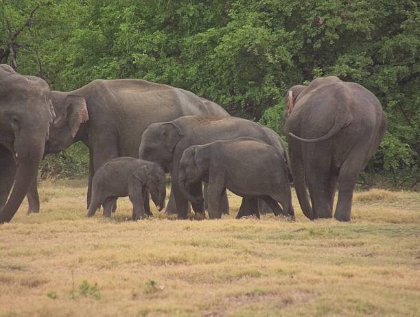 istock Asian Elephant Herd Playing on Grassland Near Forest 495306867