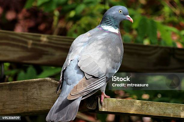 Wild Common Wood Pigeon Perched In Garden Stock Photo - Download Image Now