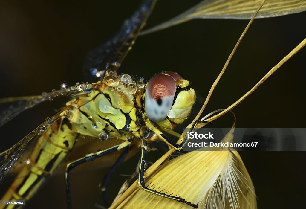 LIBELLULA - Foto stock royalty-free di Coccinella