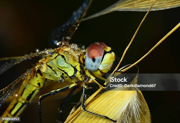 Libellula - Fotografie stock e altre immagini di Coccinella - Coccinella, Alimentazione sana, Ambientazione esterna