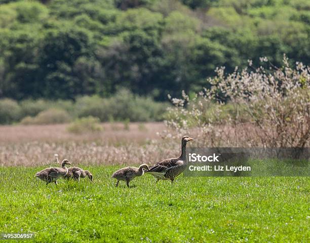 Серый Гусь Гуси Гуси С Тремя Goslings — стоковые фотографии и другие картинки Англия - Англия, Без людей, Бродячее животное