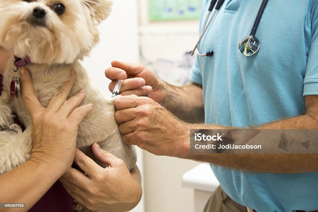 Adorabile piccolo cane diventa un tiro dal Suo veterinario - Foto stock royalty-free di Accudire