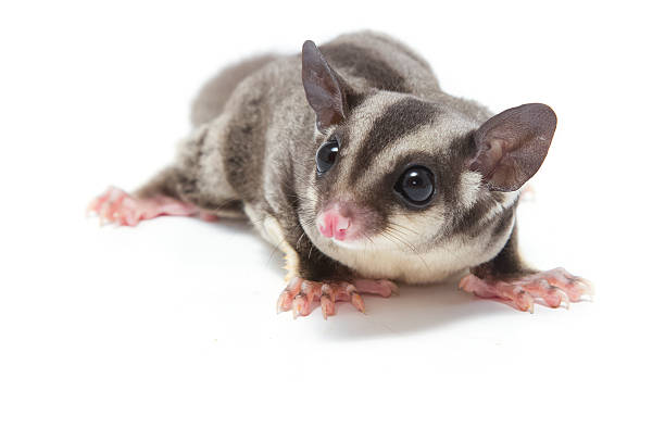 istock young sugarglider on white , lovely pet 495310862