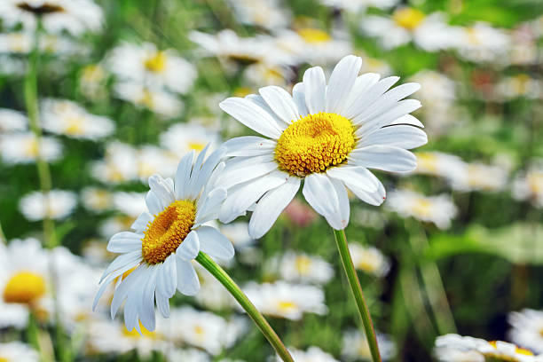 istock Yellow and White Camomiles Closeup 495311552