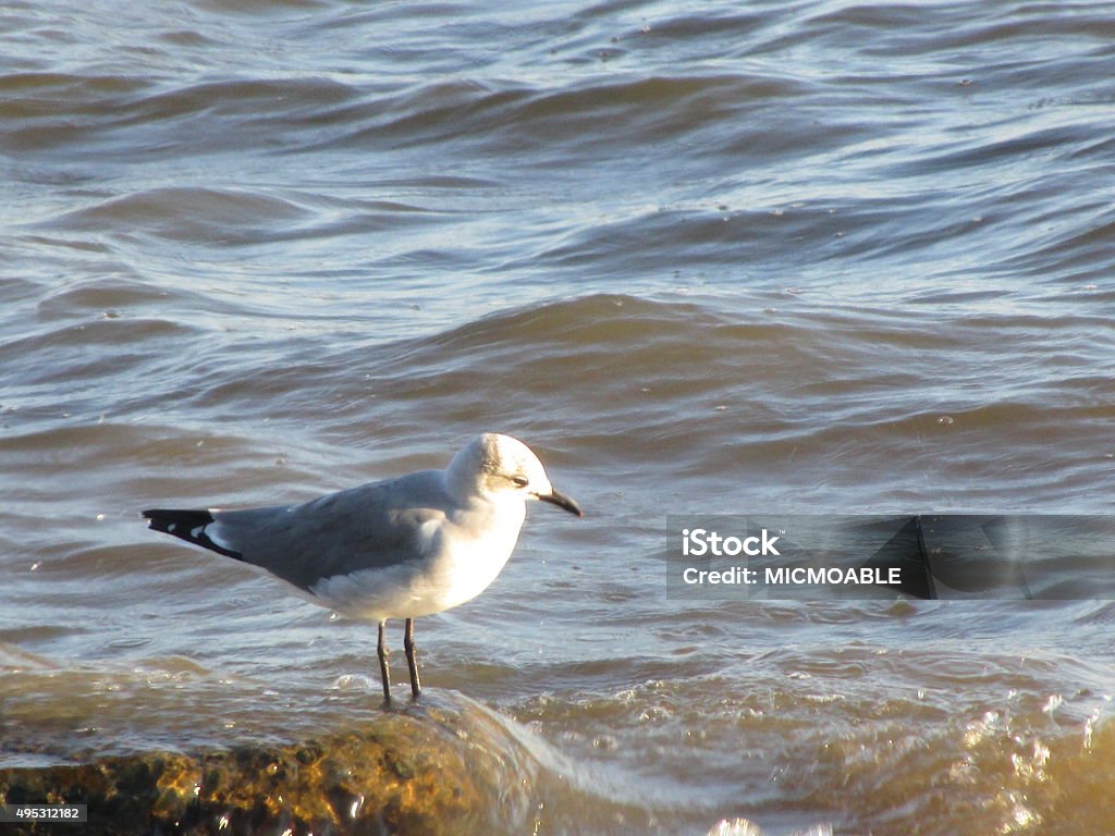 GULL ON END OF SEA WALL Here is an image of a sea gull that is standing on the end of one of the sea walls on Pascagoula Beach in Pascagoula, Mississippi on the Gulf of Mexico. 2015 Stock Photo