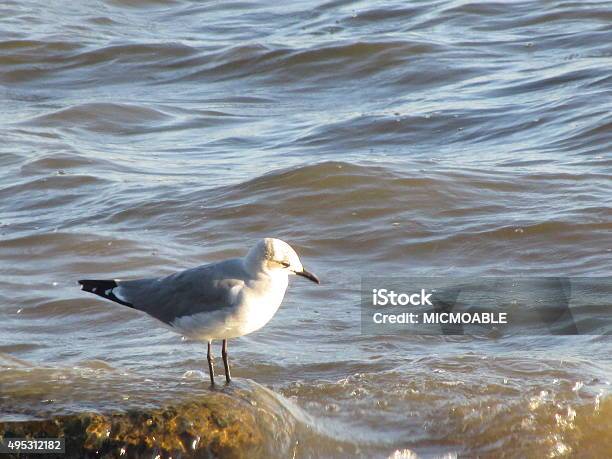 Gull On End Of Sea Wall Stock Photo - Download Image Now - 2015, Gulf of Mexico, Horizontal