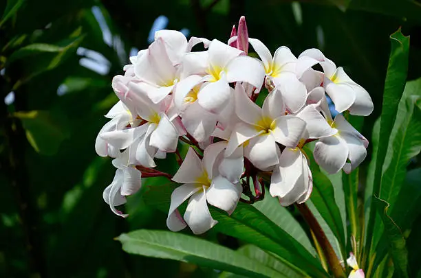 Frangipani or Plumeria or Templetree Flower location in Nonthaburi, Thailand