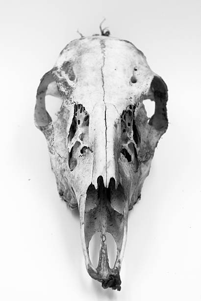 istock Black and white Deer Skull on White 495315244