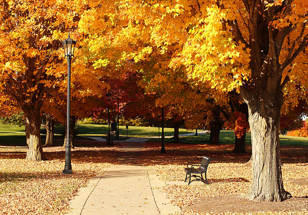 istock Alley in the sunny autumn park 495315666