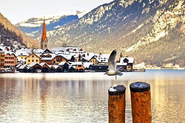 istock Gull flying at Hallstatter See in Hallstatt, Austria 495315758