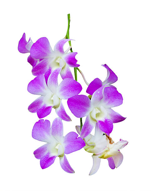 istock purple orchid 495317170