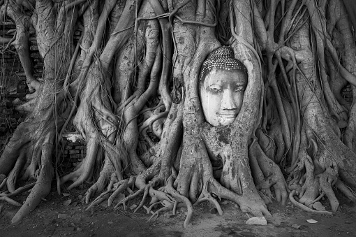 Head of Buddha,Tree,Thailand
