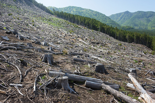 Deforestation by forest felling in Japan