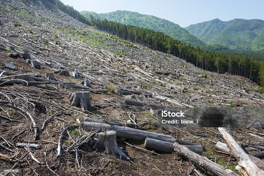 Deforestation Deforestation by forest felling in Japan Deforestation Stock Photo