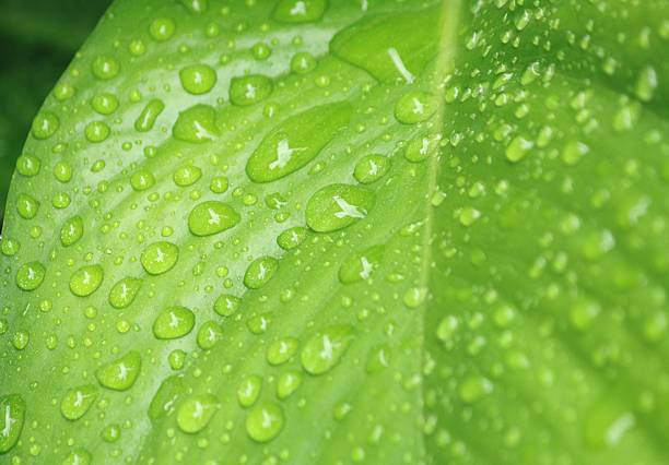 istock Green leaf background , Plenty of wet leaves 495328340