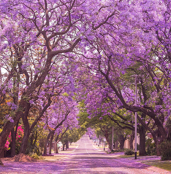 rue de la magnifique ville de jacaranda violet éclatant de produits pour le bain bloom. printemps à pretoria. - pretoria photos et images de collection