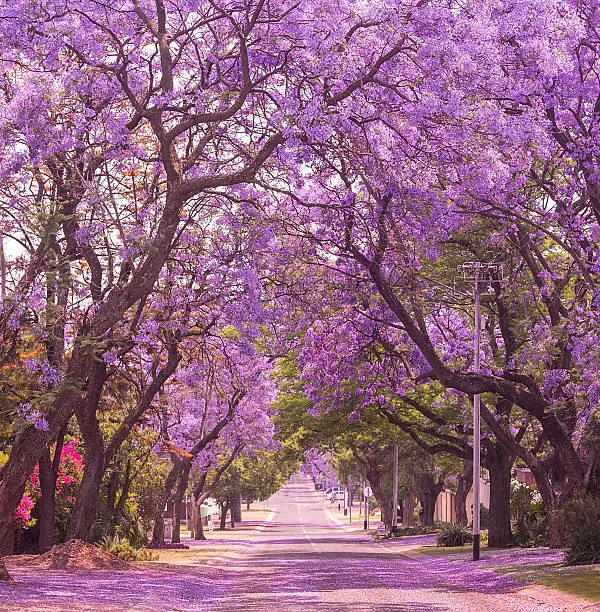 Street of beautiful violet vibrant jacaranda in bloom. Tenderness. Romantic style. Spring in South Africa. Pretoria.