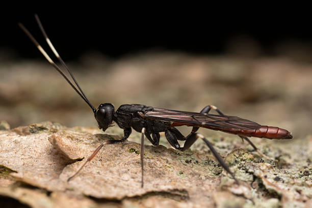 istock Parasite wasp on wood 495328898