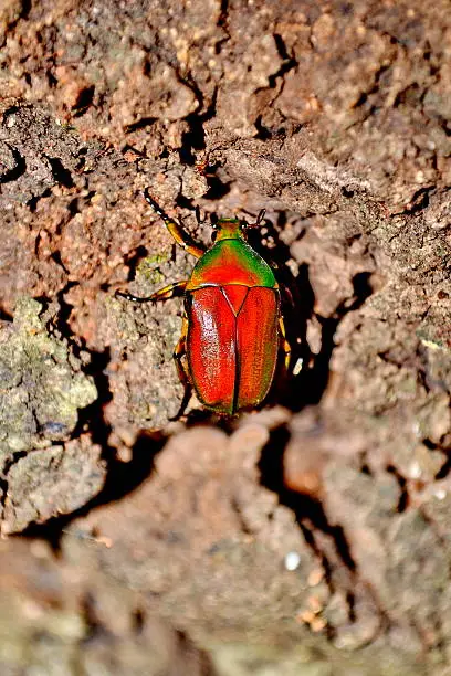 Beetle in forest