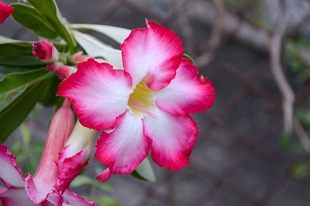istock pink Adenium obesum flower 495332506