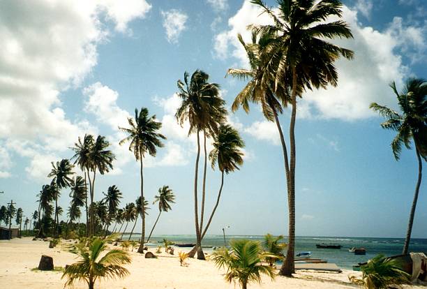 istock Saona Island, Dominican Republic 495332576