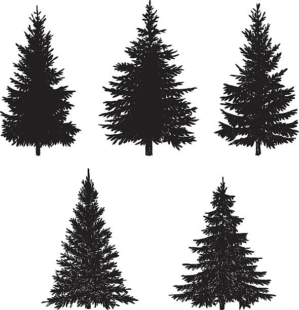 kiefer baum set - fir tree stock-grafiken, -clipart, -cartoons und -symbole
